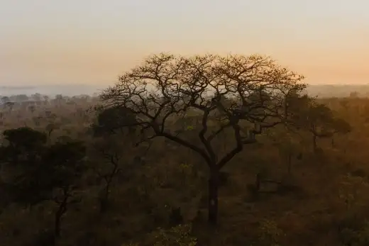The Sangha and the Clearing